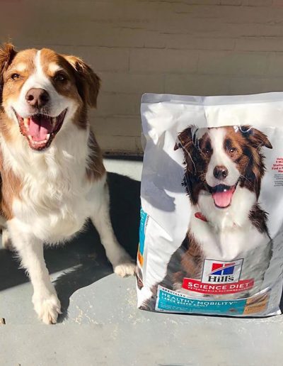 Pet Food Packaging Bag